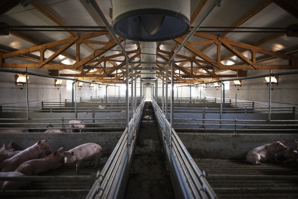 Более 4 тысяч тонн свинины будет недополучено на Кубани из-за вспышки АЧС