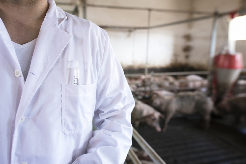 Более 57 тысяч голов свиней уничтожат на Кубани из-за вируса АЧС